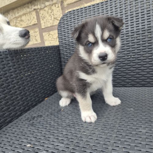 Magnifiques chiots husky lof #2