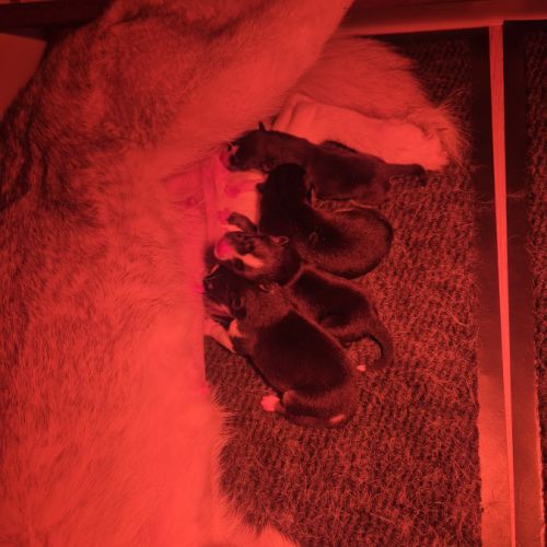 Magnifiques chiots husky lof #1