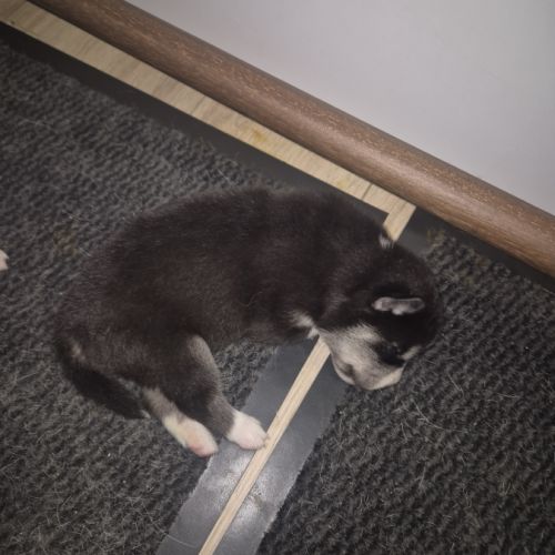 Magnifiques chiots husky lof #0
