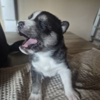 Magnifiques chiots husky lof