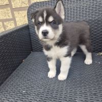 Magnifiques chiots husky lof #3