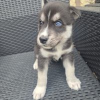 Magnifiques chiots husky lof