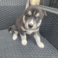 Magnifiques chiots husky lof #5