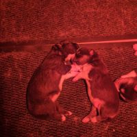 Magnifiques chiots husky lof #2