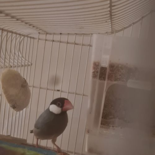 Paddas de java et autres exotiques. #0