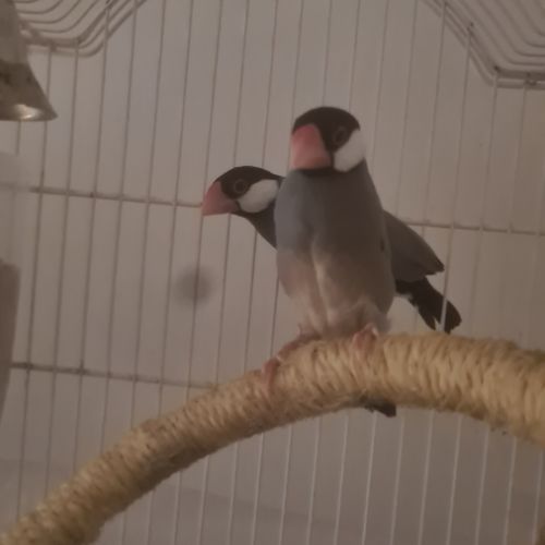 Paddas de java et autres exotiques. #3