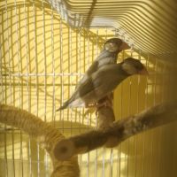 Paddas de java et autres exotiques. #1