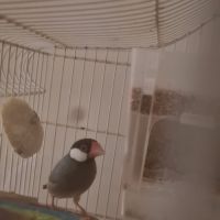 Paddas de java et autres exotiques.