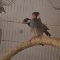 Paddas de java et autres exotiques. #3