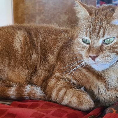 Recherche d’une famille d’adoption pour tigrou #1