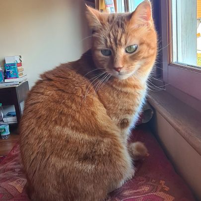 Recherche d’une famille d’adoption pour tigrou #2