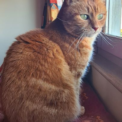 Recherche d’une famille d’adoption pour tigrou