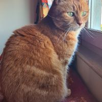 Recherche d’une famille d’adoption pour tigrou #0