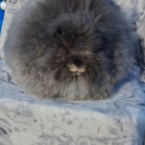 Angora anglais #2