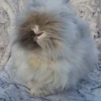 Angora anglais