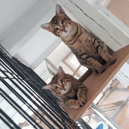 Chaton savannah f5 #0