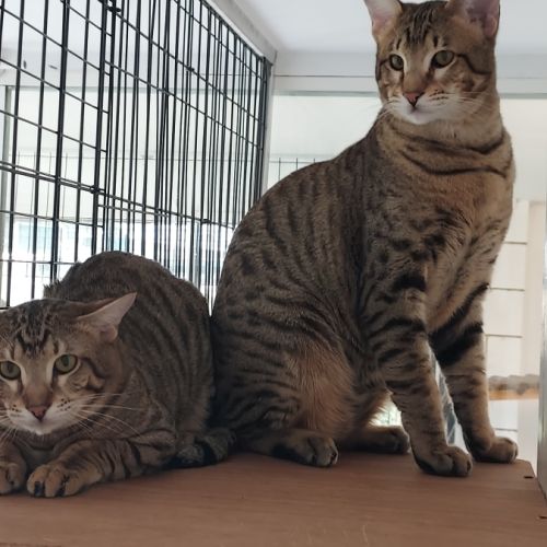 Chaton savannah f5 #2