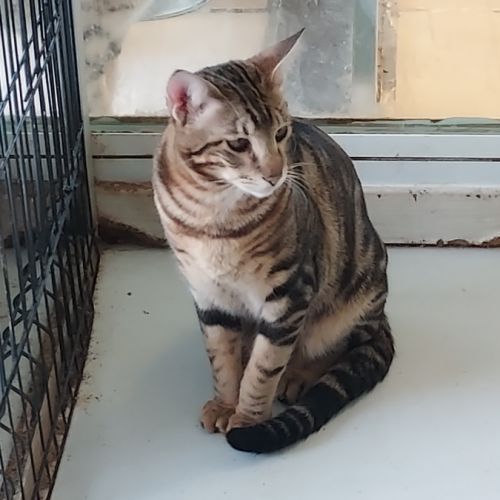 Chaton savannah f5 #4