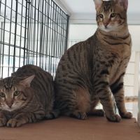 Chaton savannah f5 #2