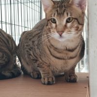 Chaton savannah f5 #3