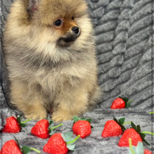 Disponible, bouba  mâle spitz nain poméranien #1