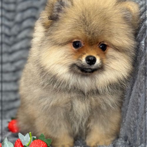 Disponible, bouba  mâle spitz nain poméranien #2