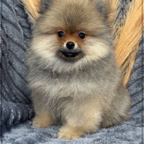 Disponible, bouba  mâle spitz nain poméranien