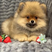 Disponible, bouba  mâle spitz nain poméranien #3