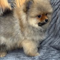 Disponible, bouba  mâle spitz nain poméranien #4