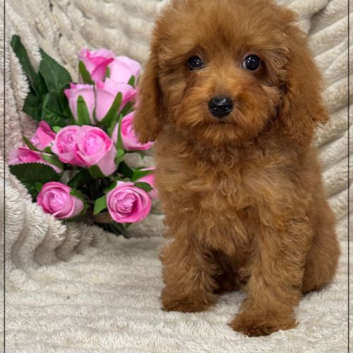 Disponible, nino mâle type caniche toy rouge