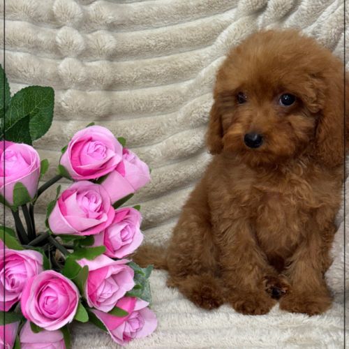 Disponible, nino mâle type caniche toy rouge #2