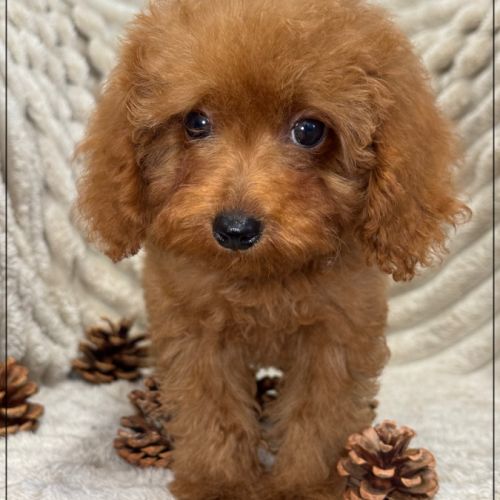 Disponible, nino mâle type caniche toy rouge #4