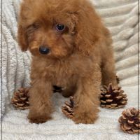 Disponible, nino mâle type caniche toy rouge #3