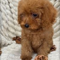 Disponible, nino mâle type caniche toy rouge #5