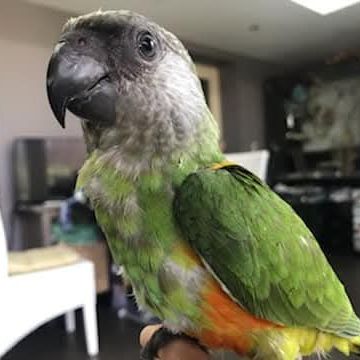 Magnifique youyou male eam 8 mois #3