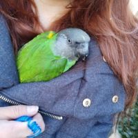 Magnifique youyou male eam 8 mois #1