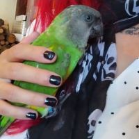 Magnifique youyou male eam 8 mois