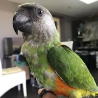 Magnifique youyou male eam 8 mois #3