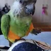 Magnifique youyou male eam 8 mois #4