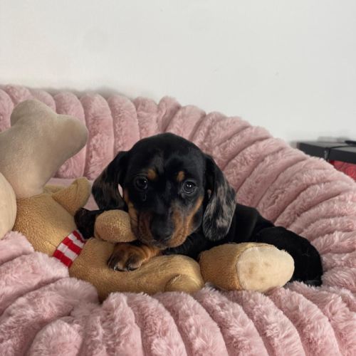 Magnifique chiot femelle teckel nain arlequin #1