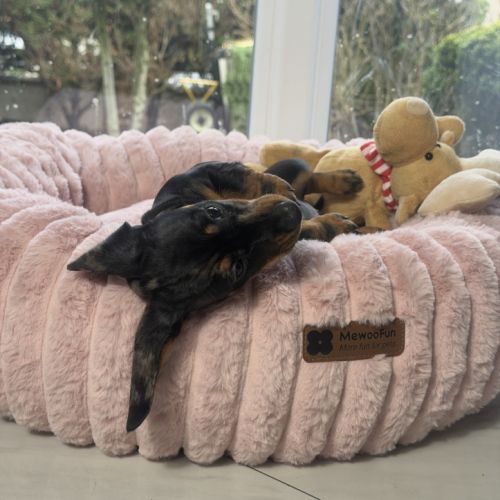 Magnifique chiot femelle teckel nain arlequin #4