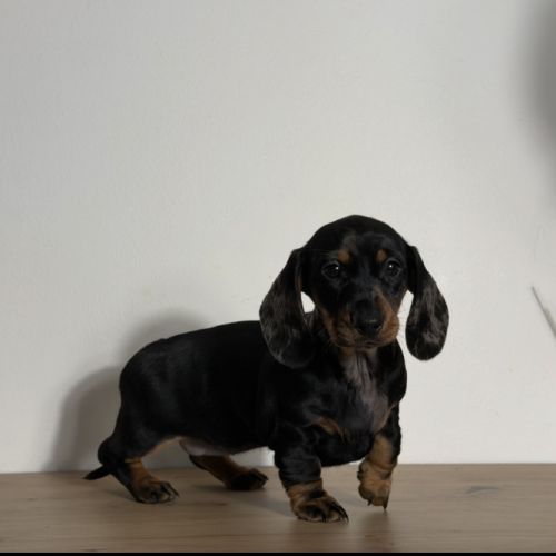 Magnifique chiot femelle teckel nain arlequin #5