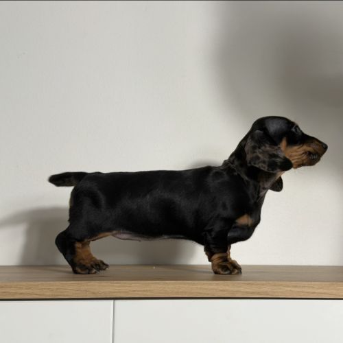 Magnifique chiot femelle teckel nain arlequin