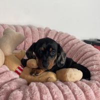 Magnifique chiot femelle teckel nain arlequin #1