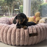 Magnifique chiot femelle teckel nain arlequin #3