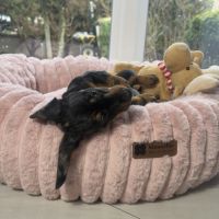 Magnifique chiot femelle teckel nain arlequin #4