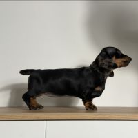 Magnifique chiot femelle teckel nain arlequin #0