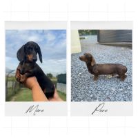 Magnifique chiot femelle teckel nain arlequin #7