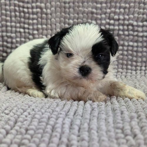 Chiots shih-tzu à réserver #2