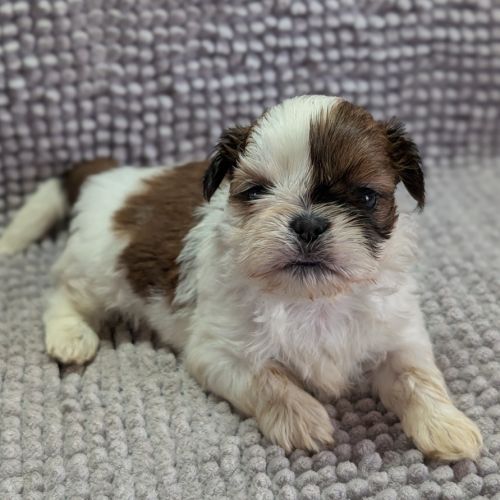 Chiots shih-tzu à réserver #3